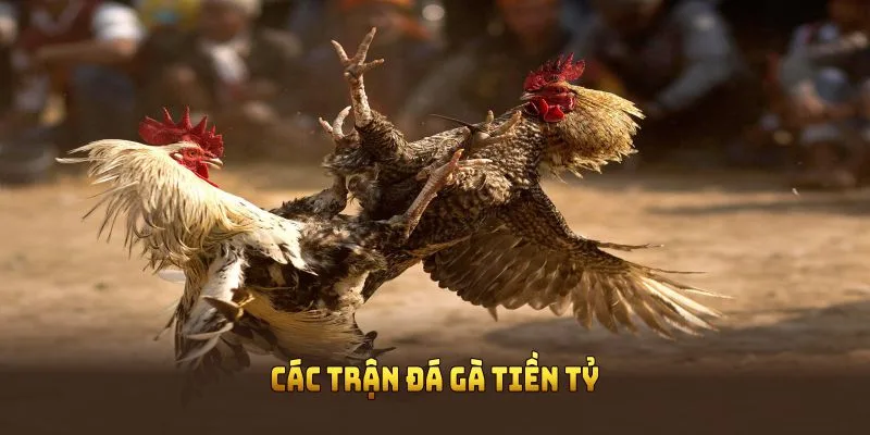 Các trận đá gà tiền tỷ